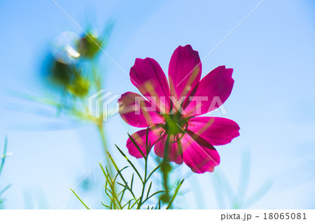 秋晴れのコスモスの花 18065081