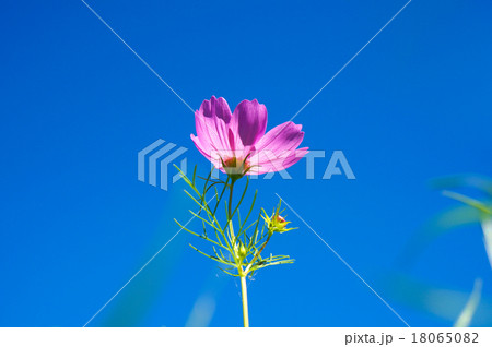 秋晴れのコスモスの花 秋晴れのコスモスの花 18065082