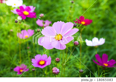 コスモスの花 18065083