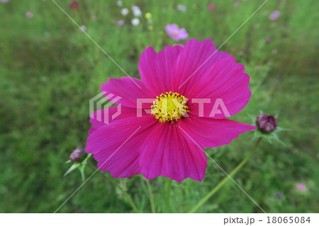 亀岡コスモス 亀岡コスモス 18065084