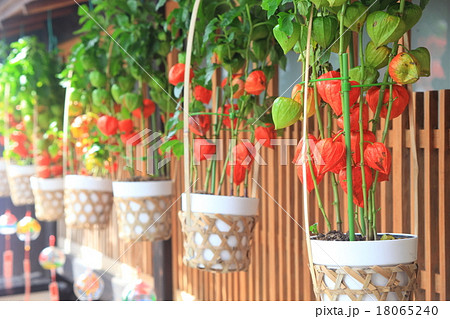 神楽坂ほおずき市の写真の写真素材