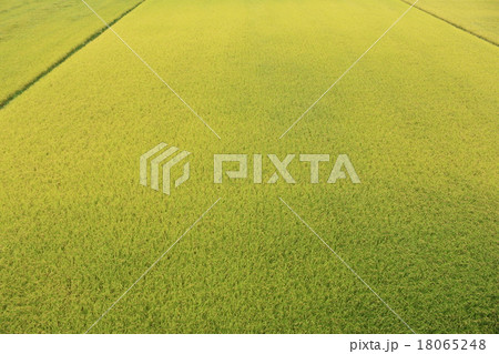 黄色くなってきた田んぼ 黄色くなってきた田んぼ 18065248