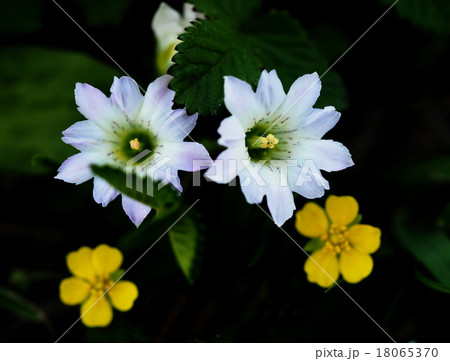 ハルリンドウ ハルリンドウ 18065370