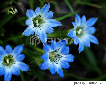 ハルリンドウ ハルリンドウ 18065372