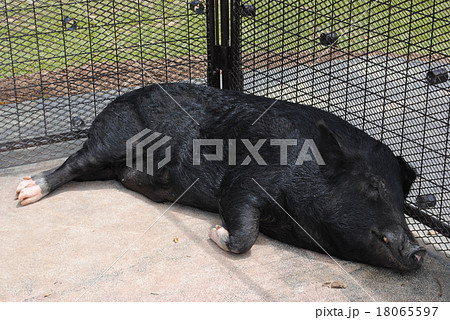 あぐーの昼寝 18065597