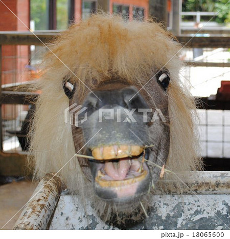 馬の変顔の写真素材