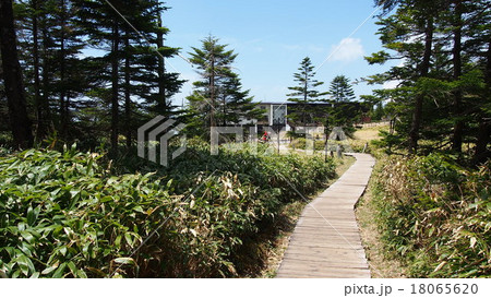 北八ヶ岳の坪庭にて 北八ヶ岳の坪庭にて 18065620