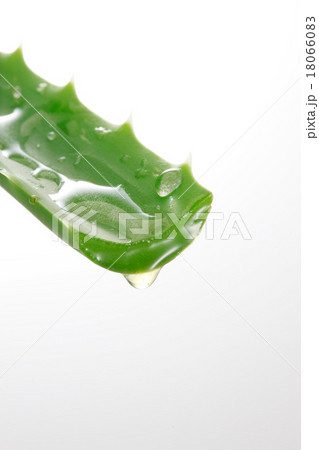 アロエ 18066083