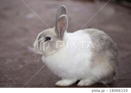 うさぎ モコモコふわふわの毛並みの写真素材