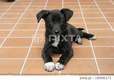 犬 子犬 ラブラドールレトリバー 黒 黒ラブ 犬 子犬 ラブラドールレトリバー 黒 黒ラブ 18066171