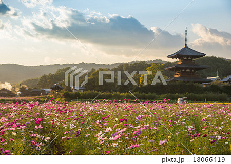 奈良の里山 法起寺の三重塔 コスモス畑 奈良の里山 法起寺の三重塔 コスモス畑 18066419
