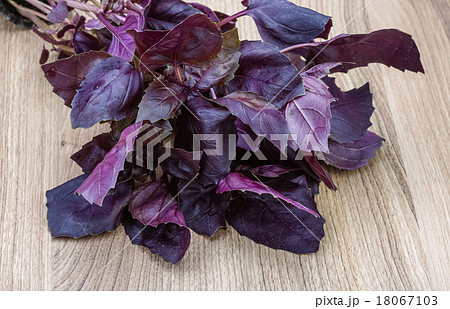 Basil leaves Basil leaves 18067103