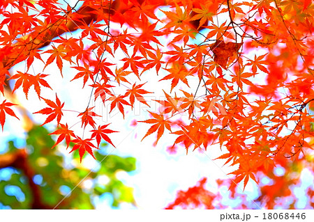 楓の紅葉 楓の紅葉 18068446