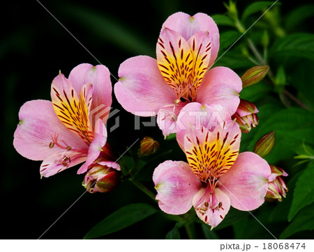 アルストロメリア 18068474