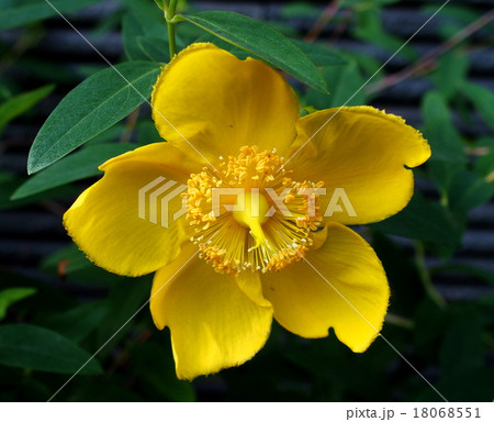 ヒペリカム・ヒドコート 18068551