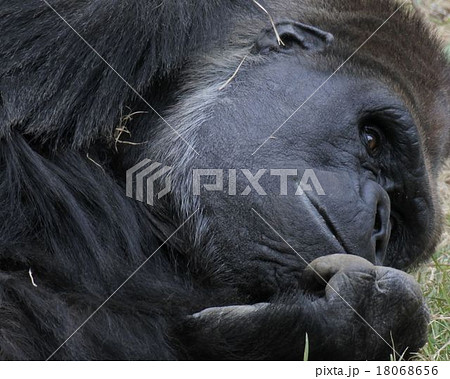 ゴリラ ゴリラ 18068656