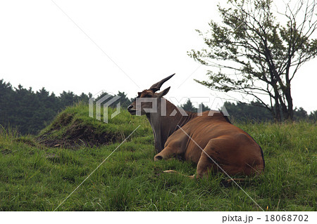 大きなうし‗サファリ 18068702