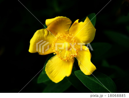 ヒペリカム・ヒドコート 18068885