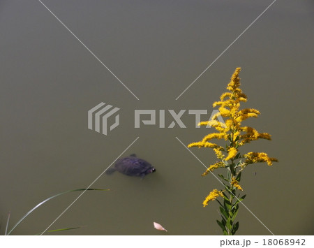 背高泡立草 18068942