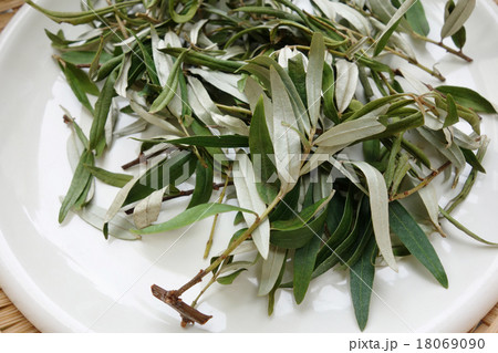 シーベリーの葉 お茶用 乾燥葉 シーベリーの葉 お茶用 乾燥葉 18069090