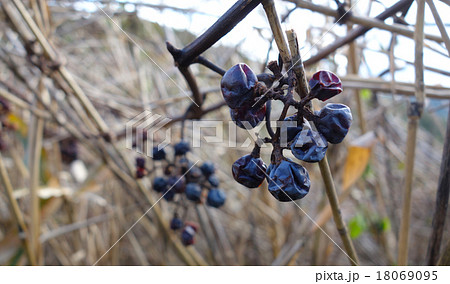 干し葡萄化した山葡萄　 18069095