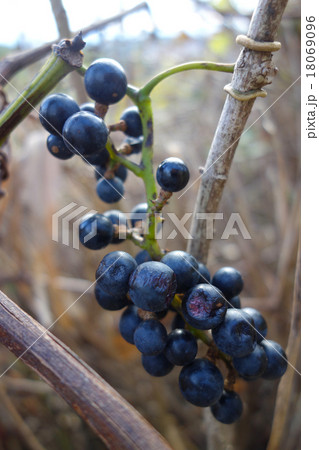 山ぶどう 18069096