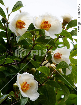 ナツツバキ ナツツバキ 18069647