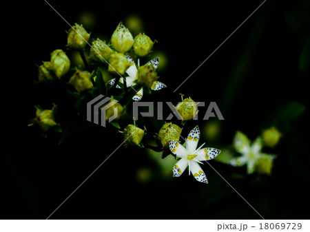 アケボノソウ 18069729