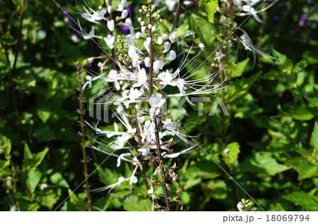 ネコノヒゲ ネコノヒゲ 18069794