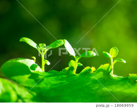 幸せの葉っぱ 幸せの葉っぱ 18069959