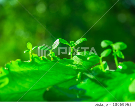 幸せの葉っぱ 幸せの葉っぱ 18069962