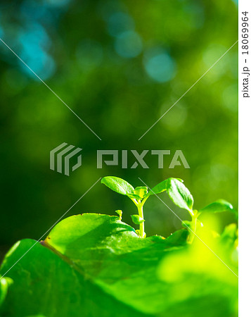 幸せの葉っぱ 18069964