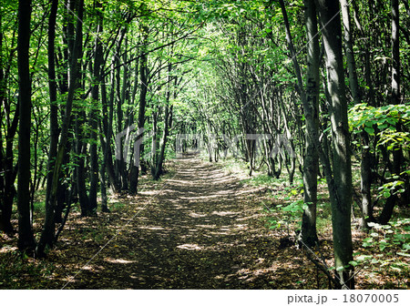 European deciduous forest in summer 18070005