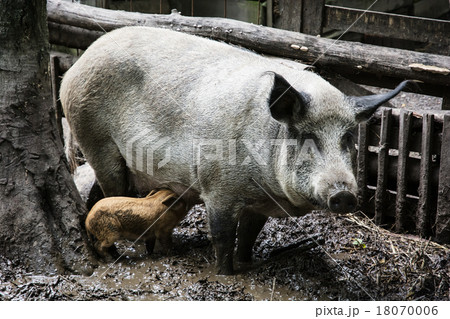 Pig family 18070006