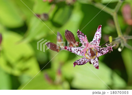 ホトトギス（杜鵑草） 18070303