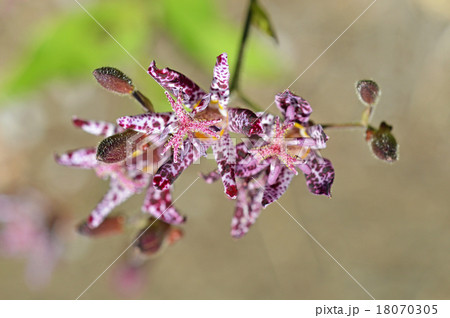 ホトトギス（杜鵑草） 18070305