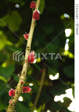 パウォニア・ストリクティフロラ パウォニア・ストリクティフロラ 18070331