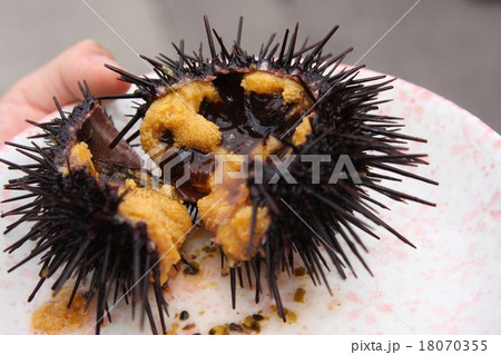 ウニ! ウニ! 18070355