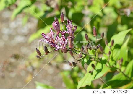 ホトトギス(杜鵑草) ホトトギス(杜鵑草) 18070380
