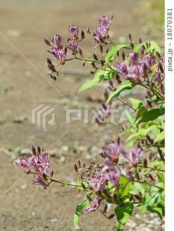 ホトトギス(杜鵑草) ホトトギス(杜鵑草) 18070381