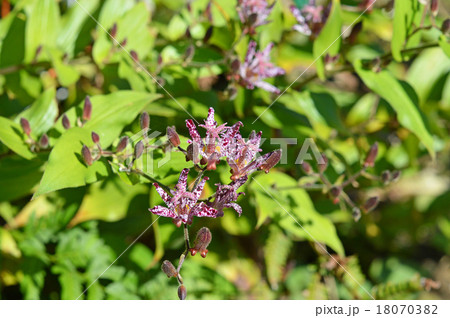 ホトトギス(杜鵑草) ホトトギス(杜鵑草) 18070382