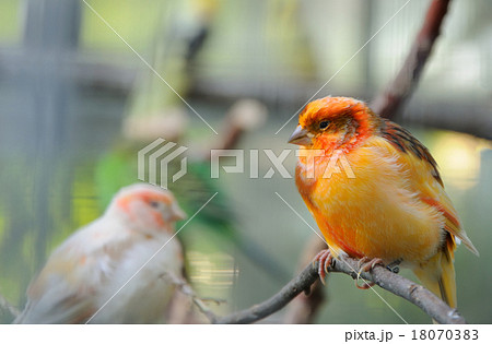 two canaries in aviary two canaries in aviary 18070383