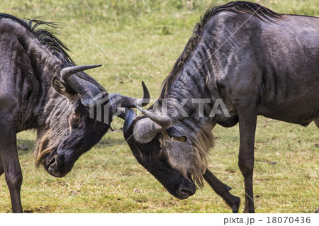 Two battling Wildebeests Two battling Wildebeests 18070436