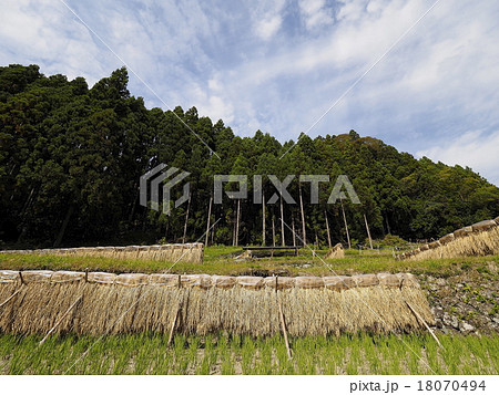 はさがけ 18070494