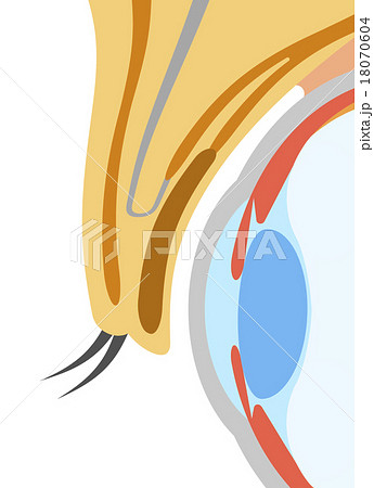 瞼 まぶた と眼球の断面のイラスト素材