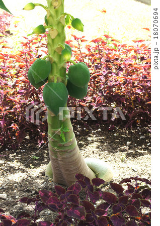 パパイア パパイア 18070694