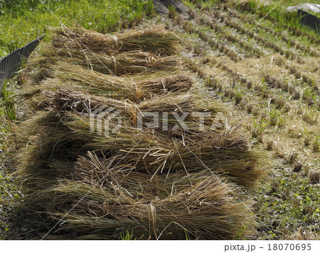 稲藁 18070695