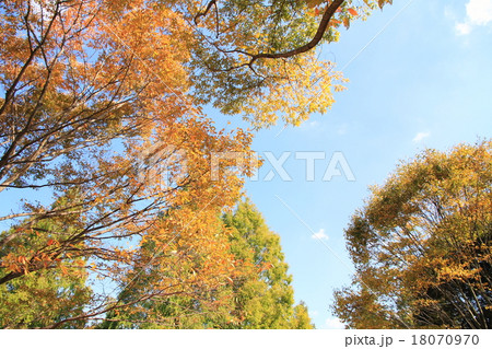 秋の公園　雑木の黄葉 18070970