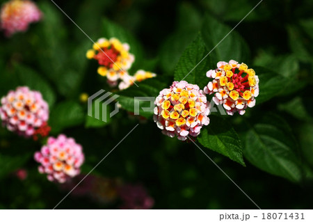 ランタナの花 ランタナの花 18071431