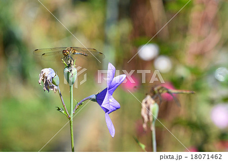 トンボ 18071462